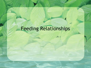 food relationships