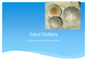 Sand Dollars - Ms. Ziehler