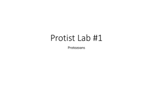 Protist Lab #1