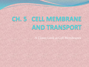 Cell Transport ch. 5