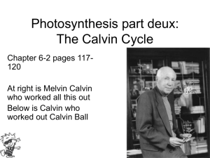 Photosynthesis part deux: The Calvin Cycle