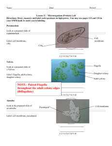 Lesson 11-Mocroorganism Lab (full answers