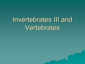 Invertebrates 3 & Vertebrates