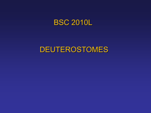 BSC 2010L TA Meeting - DEUTEROSTOMES/ CLADISTICS