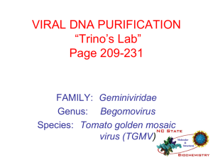 VIRAL DNA PURIFICATION 2003 “Trino's Lab”