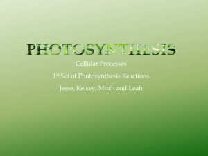 Photosynthesis slideshow