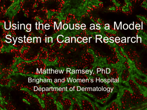 Using the Mouse as a Model System in Cancer Research – Matt