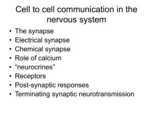 Cell to cell communication in the nervous system