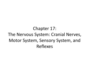 Chapter 17: The Nervous System: Cranial Nerves, Motor System