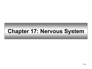 Chapter 17: Nervous System - Johnston Community College