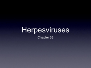 Chapter 33 Herpesvirus