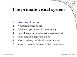 The primate visual system