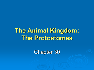 Protostomes