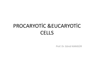 Procaryotic and Eucaryotic cell