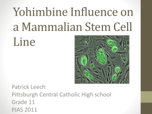 Yohimbe influence on a mammalian stem cell line