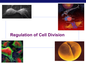 AP Bio Cell Cycle Regulation
