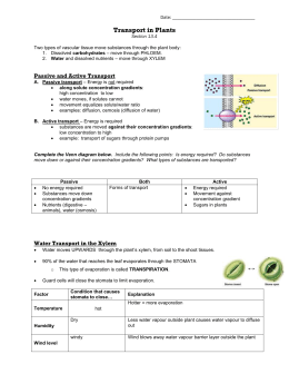 The Movement of Water in Plants Worksheet