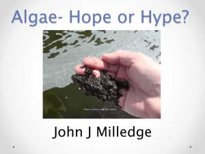 Algae Hype or Hope