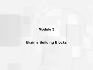 Brain_s Building Blocks
