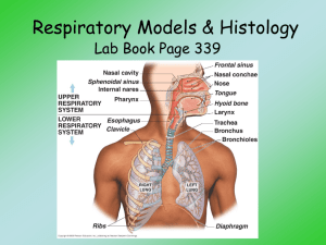 Respiratory Models & Histology