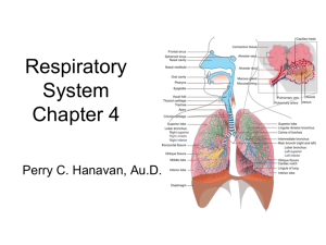 Respiratory System Chapter 4