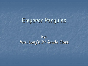 Emperor Penguin Shared Writing