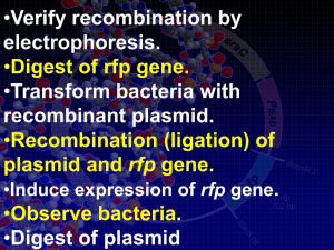 rpARA Recombinant mFP Expression Sequence