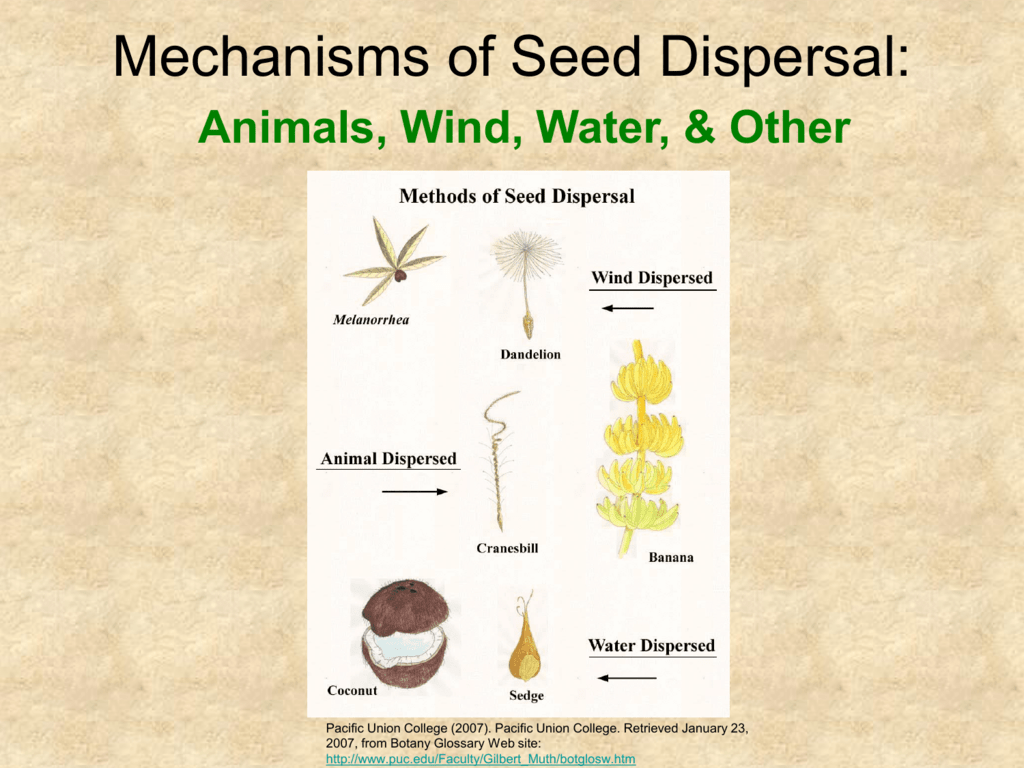 mechanisms-of-seed-dispersal