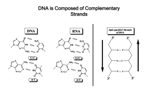 DNA is Composed of Complementary Strands