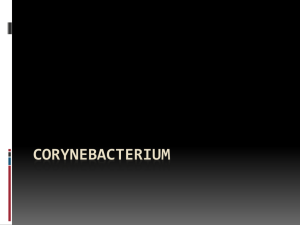 Corynebacterium, Clostridium, Bacillus