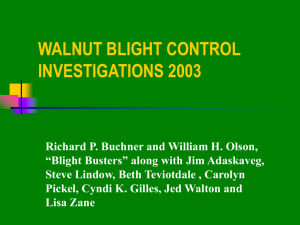 WALNUT BLIGHT CONTROL INVESTIGATIONS