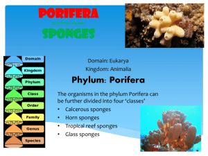 Biodiversity Project Example.Sponges.2012