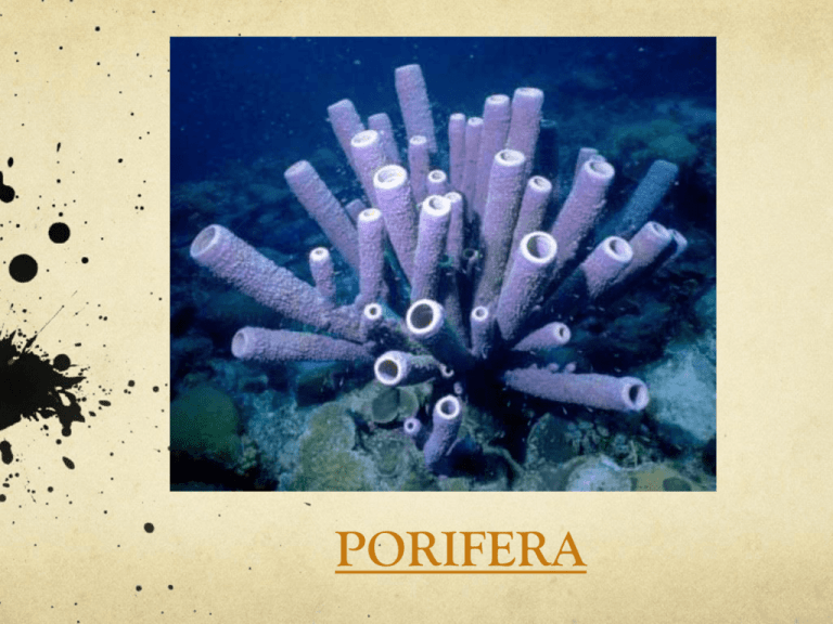Sponges are filter feeders