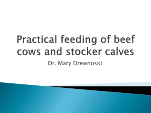 Practical feeding of beef cows and stocker calves
