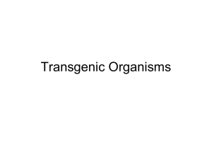 Transgenic Organisms Presentation
