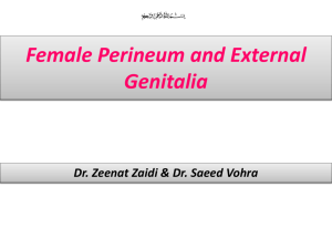 04 Female Perineum