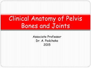 Clinical Anatomy of Pelvis Bones and Joints