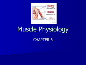 Chapter 6 Muscle Physiology