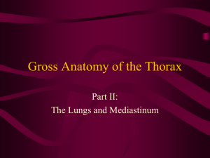 Gross Anatomy of the Thorax