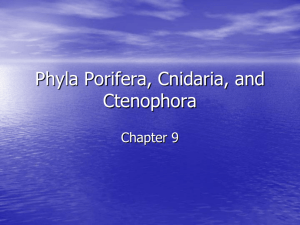 Phyla Porifera, Cnidaria, and Ctenophora