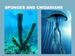 Sponges and Cnidarians Power Point