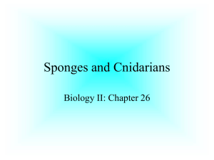 Sponges and Cnidarians - Crestwood Local Schools