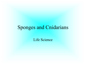 Porifera and Cnidarians PowerPoint