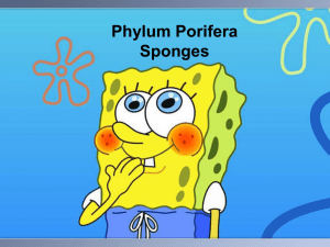 phylum-porifera