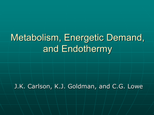 Metabolism, Energetic Demand, and Endothermy