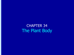 Chapter 34: The Plant Body