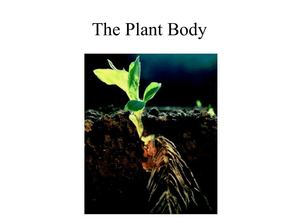 Plant body