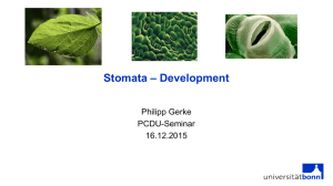 Stomata Development