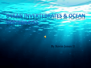 Ocean Invertebrates & Ocean Vertebrates