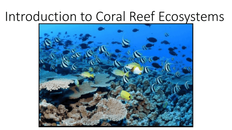 Introduction to Coral Reef Ecosystems